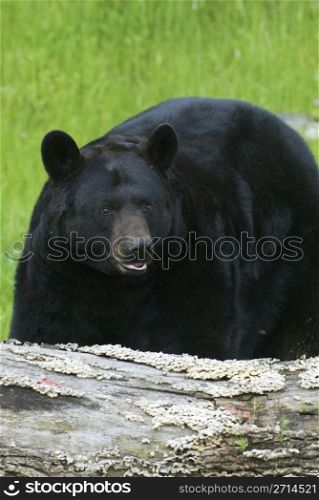 American Black Bear with grass background. American Black Bear