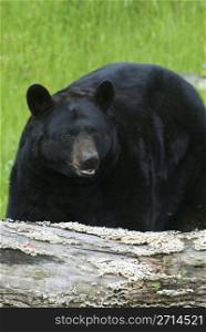 American Black Bear with grass background. American Black Bear