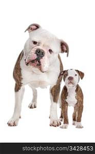 American Bulldog Adult and puppy. American Bulldog Adult and puppy in front of a white background
