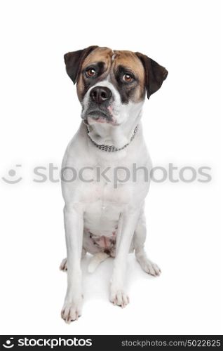 American Bulldog. American Bulldog in front of a white background
