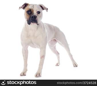american bulldog in front of white background