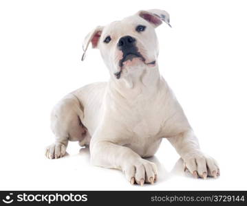 american bulldog in front of white background