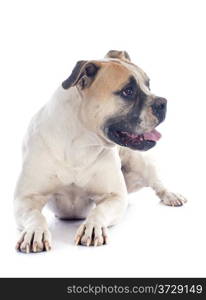 american bulldog in front of white background