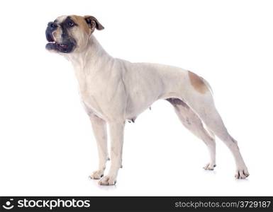 american bulldog in front of white background