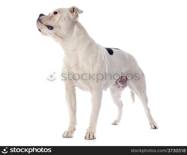 american bulldog in front of white background