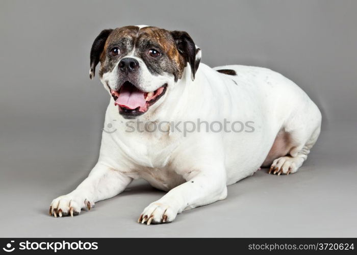 American Bulldog portrait on a grey background