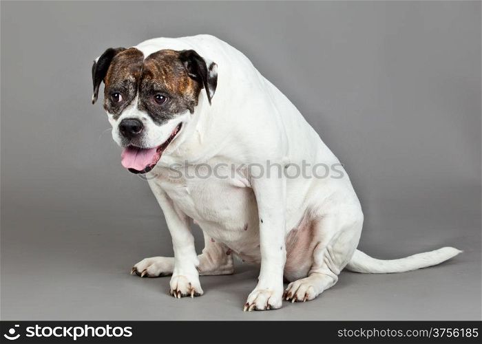 American Bulldog portrait on a grey background
