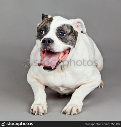 American Bulldog portrait on a grey background