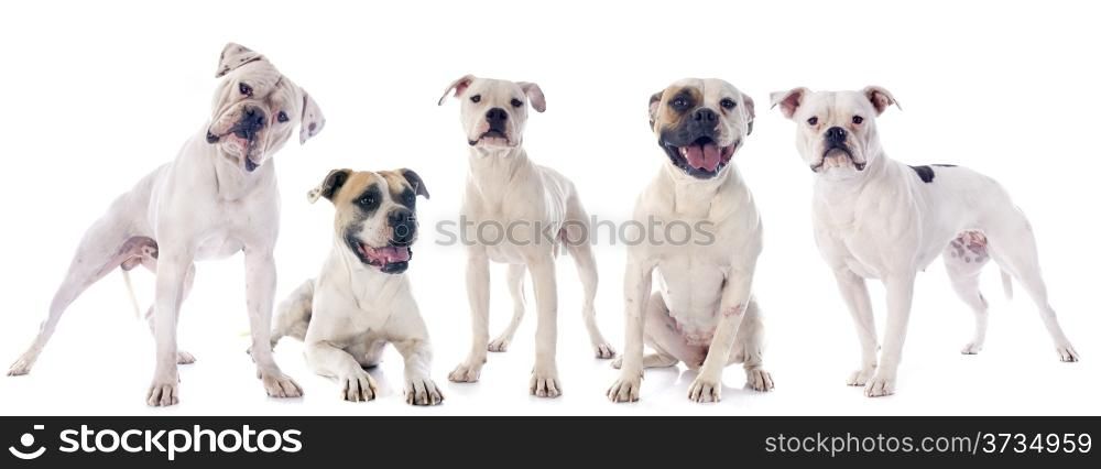 american bulldogs in front of white background