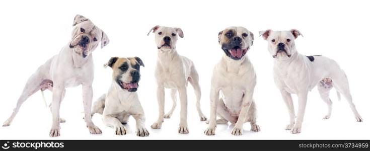 american bulldogs in front of white background