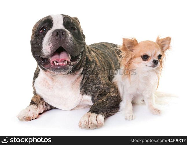 american bully and chihuahua in front of white background