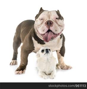 american bully and chihuahua in front of white background