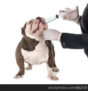 american bully and vermifuge in front of white background