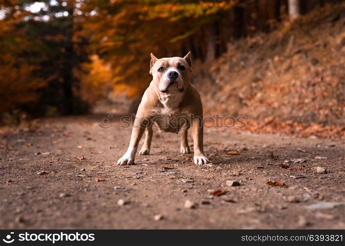 American Bully Female standing on the garden in autumn