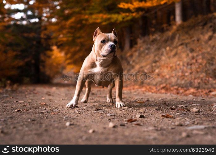 American Bully Female standing on the garden in autumn
