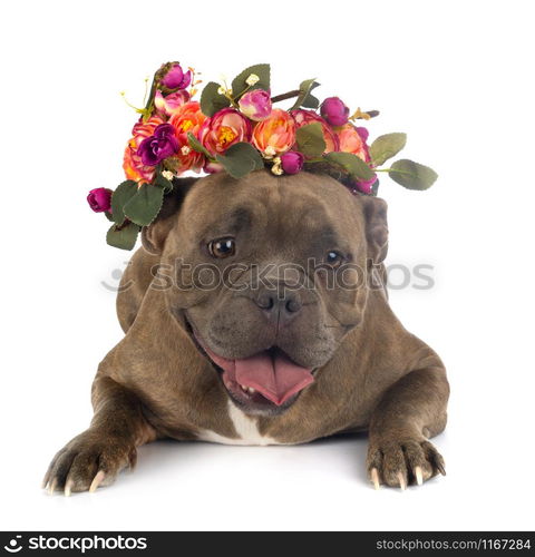 american bully in front of white background