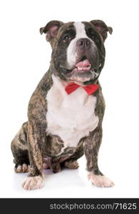 american bully in front of white background