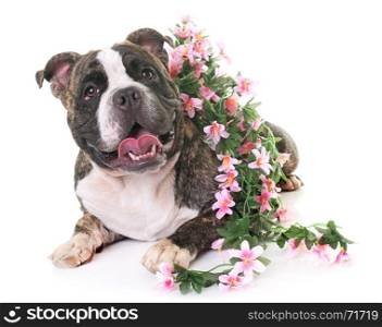 american bully in front of white background