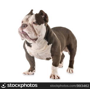 american bully in front of white background