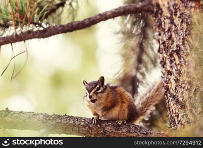 American chipmunk eats from hand