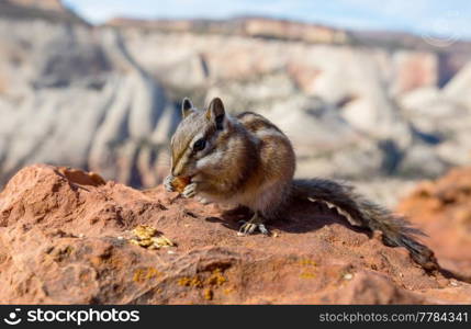 American chipmunk in summer forest