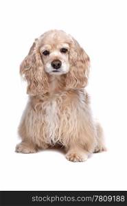 American Cocker Spaniel. American Cocker Spaniel in front of a white background