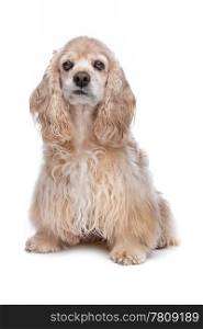 American Cocker Spaniel. American Cocker Spaniel in front of a white background