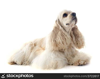 american cocker spaniel in front of white background