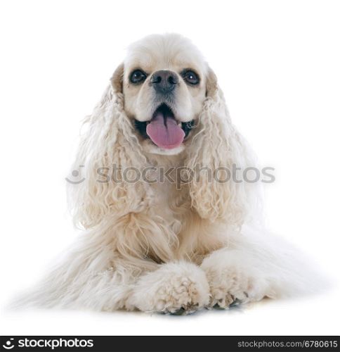 american cocker spaniel in front of white background