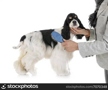 american cocker spaniel in front of white background