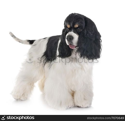 american cocker spaniel in front of white background