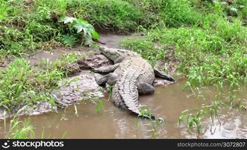 American crocodile (Crocodylus acutus), animal sleeping on river bank, Rio Tarcoles, Costa Rica, Central America. Wild animals, fauna, nature, wildlife, reptiles