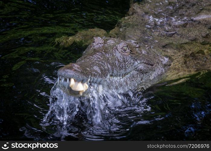 American Crocodile (crocodylus acutus) in a swamp in Black River, Jamaica