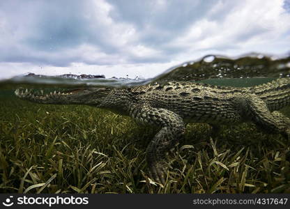 American crocodile (crodoylus acutus) in the shallows of Chinchorro Atoll, Mexico