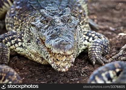 American crocodile on an ox