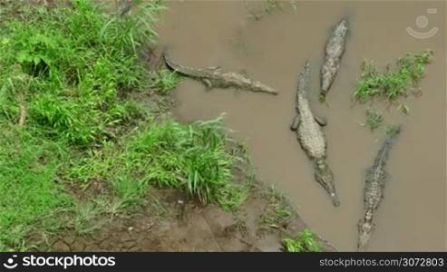 "American crocodiles (Crocodylus acutus), animals resting on river bank, Rio Tarcoles, Costa Rica, Central America. Wild fauna, nature, wildlife, reptile. View from the so-called "Crocodile bridge""