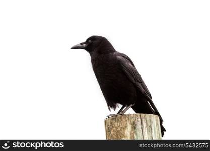 American Crow black bird on wood pole in California Pacific Highway US