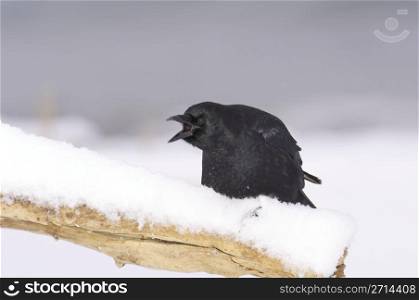American Crow with open beak calling on log with snow and gray background