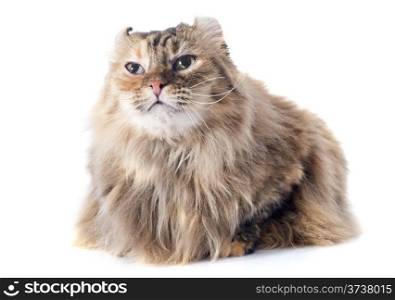 american curl cat in front of white background