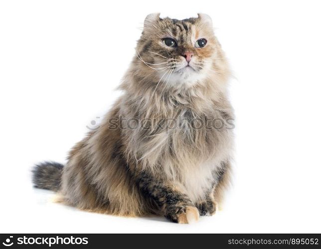 american curl cat in front of white background