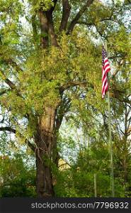 American flag on a background of green trees