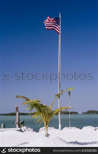 American flag on the beach near a palm tree, Miami, Florida, USA
