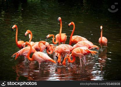 American Flamingo (Phoenicopterus ruber), Orange flamingo