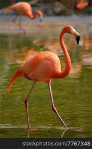 American flamingo (Phoenicopterus ruber) pink bird in pond. American flamingo Phoenicopterus ruber bird