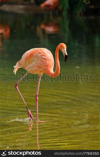 American flamingo  Phoenicopterus ruber  pink bird in pond. American flamingo Phoenicopterus ruber bird