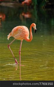 American flamingo  Phoenicopterus ruber  pink bird in pond. American flamingo Phoenicopterus ruber bird