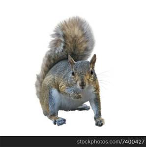 American gray squirrel isolated on white background