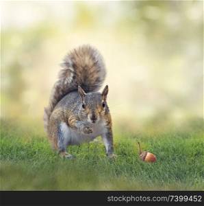 American gray squirrel on green grass
