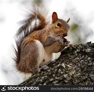 American Grey Squirrel Feeding On A Tree