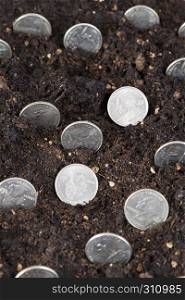 American money growing sticking out of the fertile soil. American money